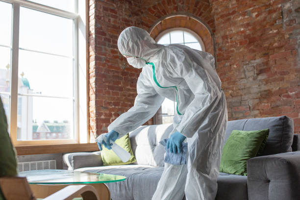 Best Black Mold Removal in Northbrook, IL