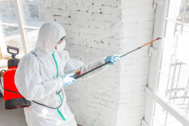 Best Mold Odor Removal Services in Northbrook, IL